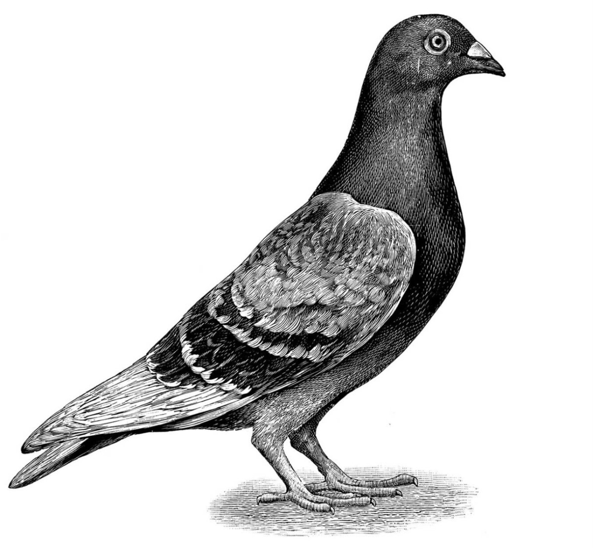 Голубь Графика