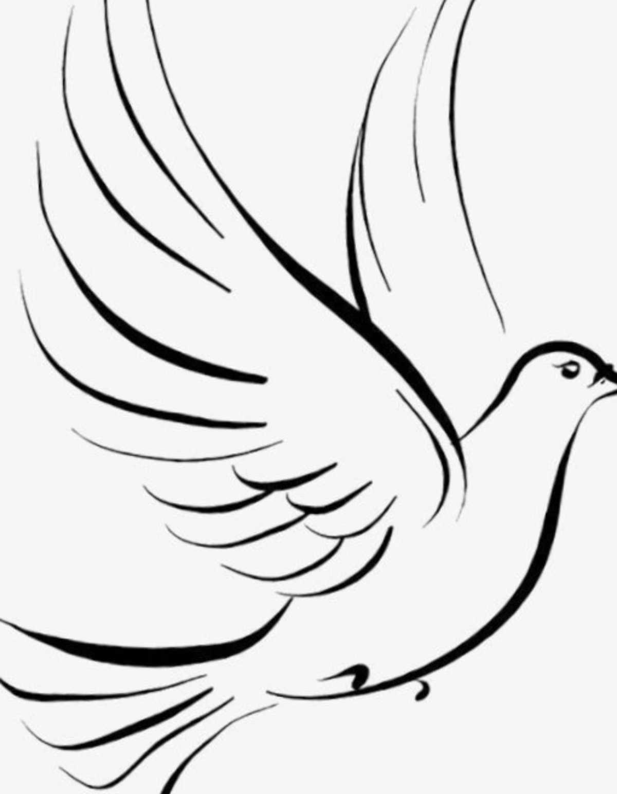 Голубь чб рисунок