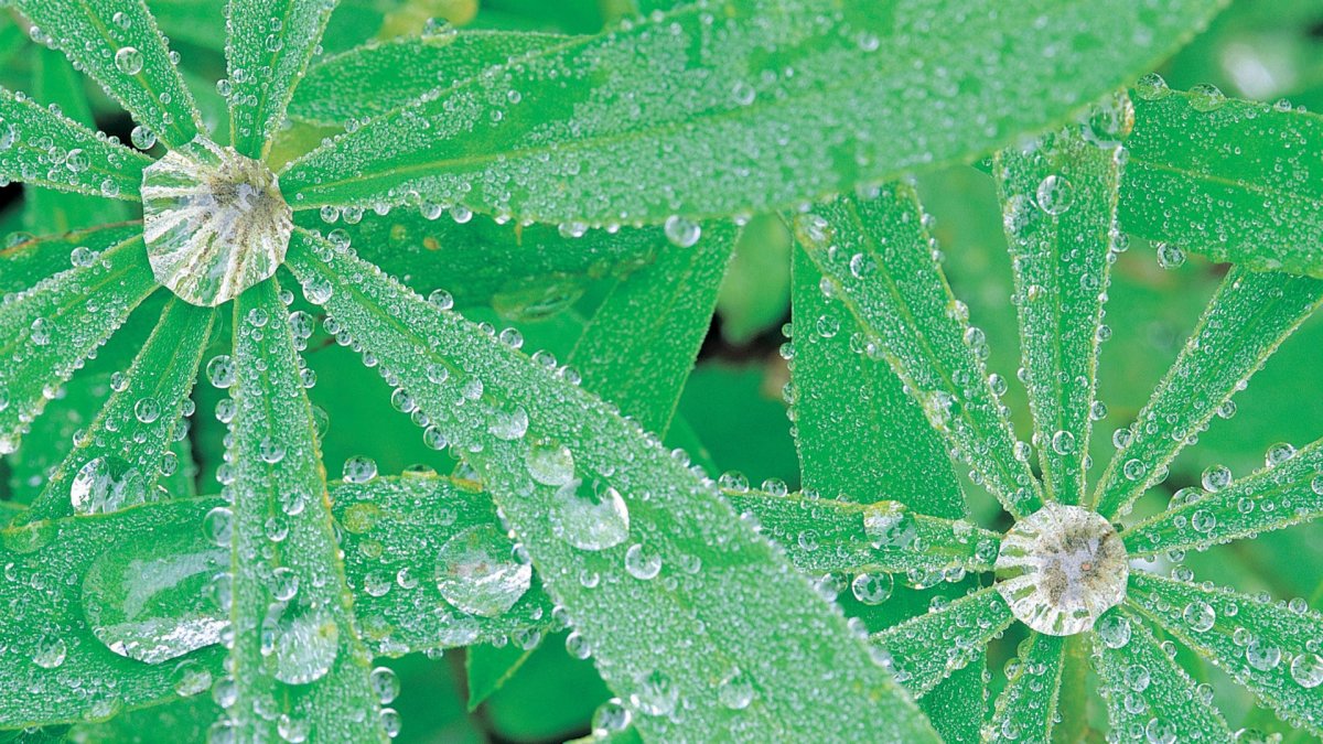 Обои на рабочий стол приятные для глаз