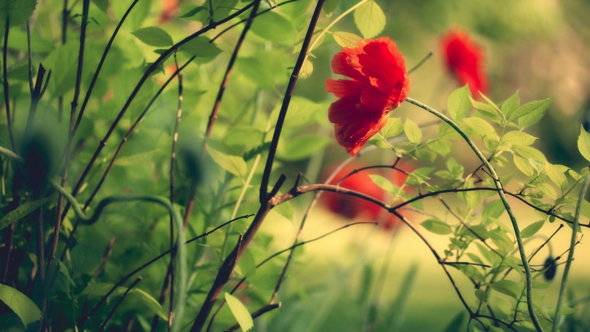 Цветы природа макро