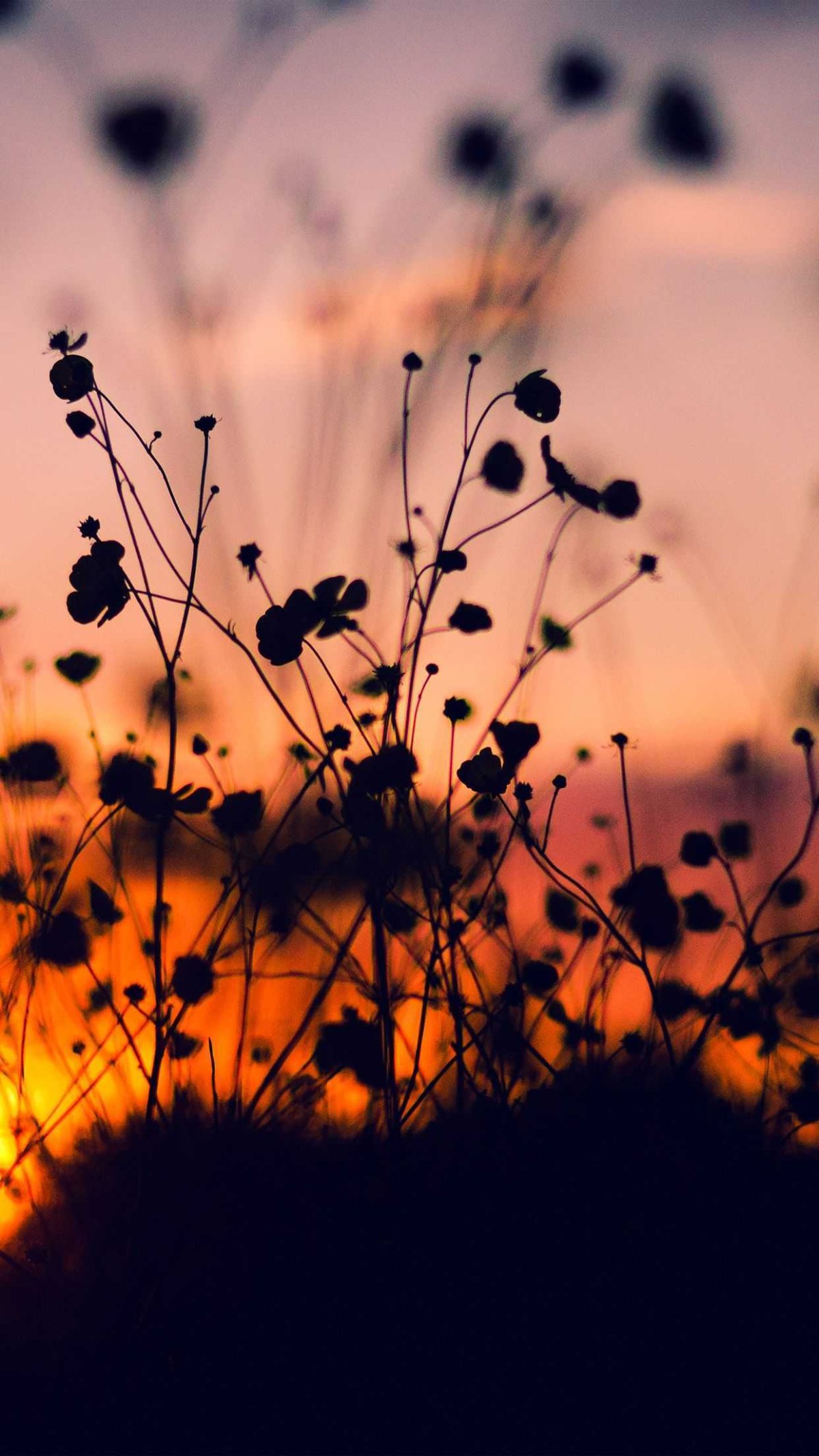 Атмосферные цветы