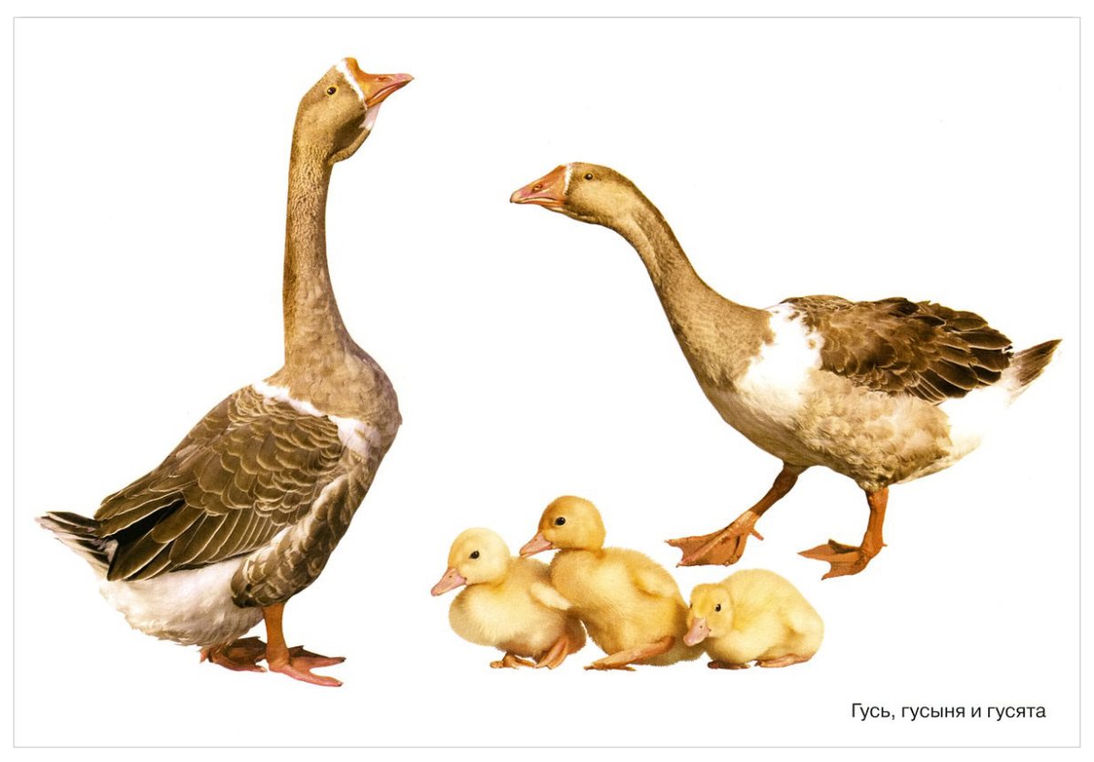 Иллюстрация семьи гусей