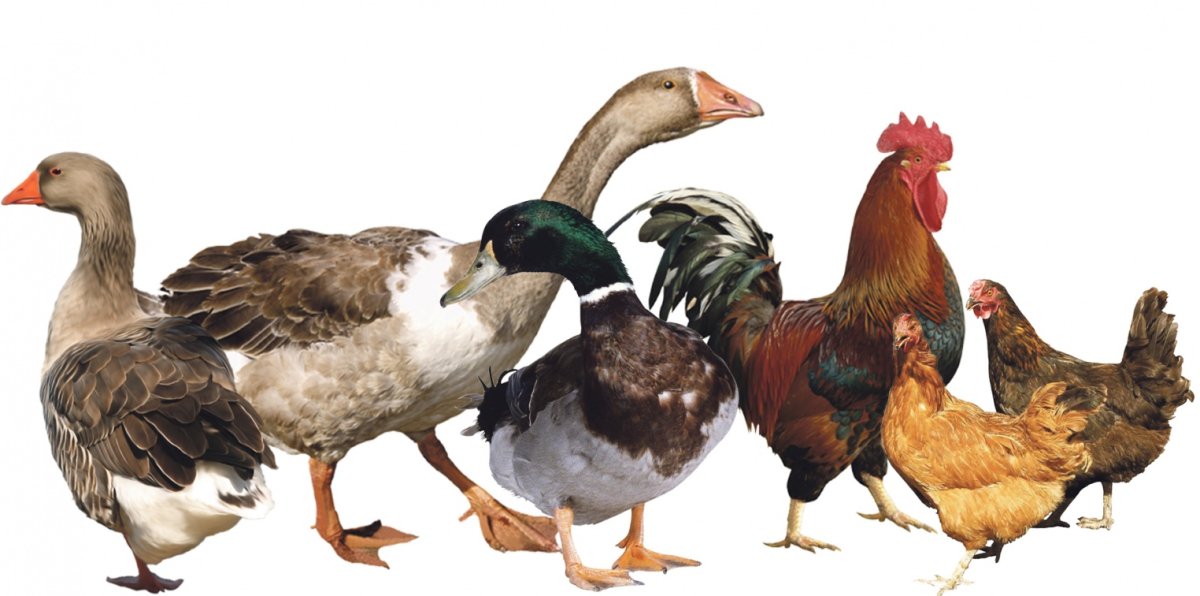 Куры утки гуси индюки