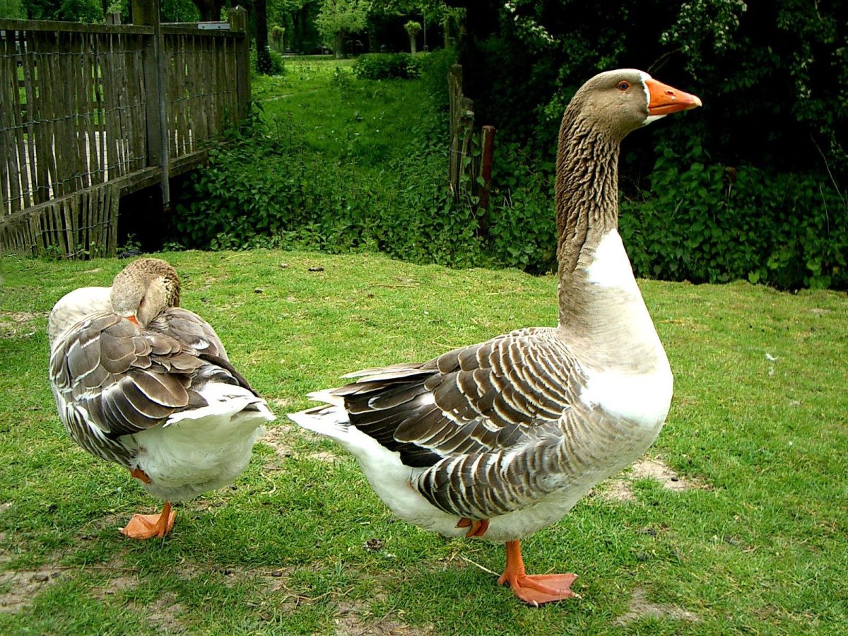 Домашние птицы (Гусь, утка, индюк)