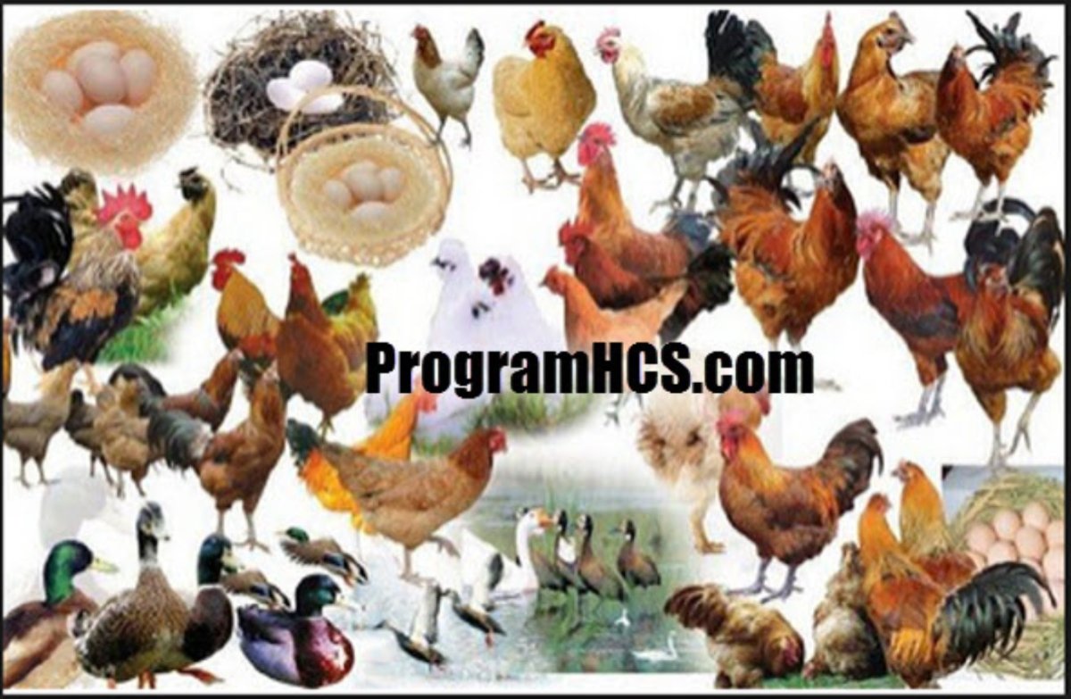 Куры гуси да индюшки