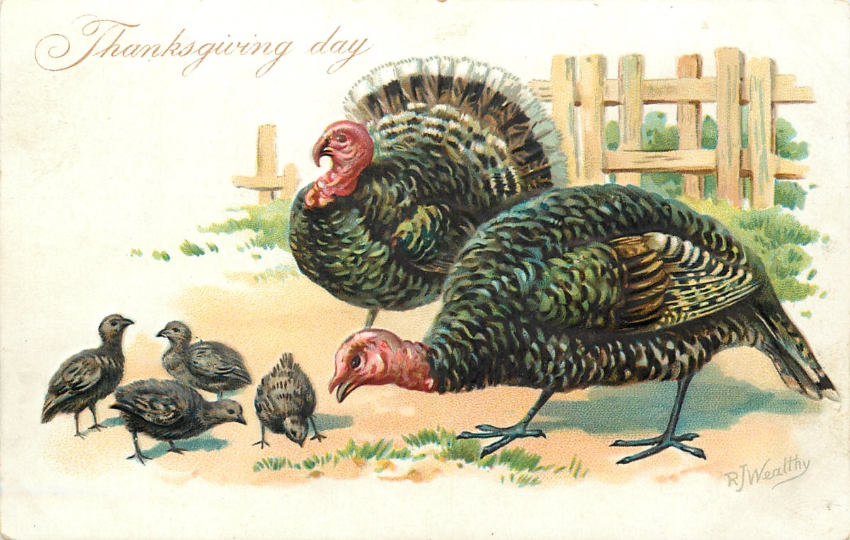 Индюк индюшка и индюшонок