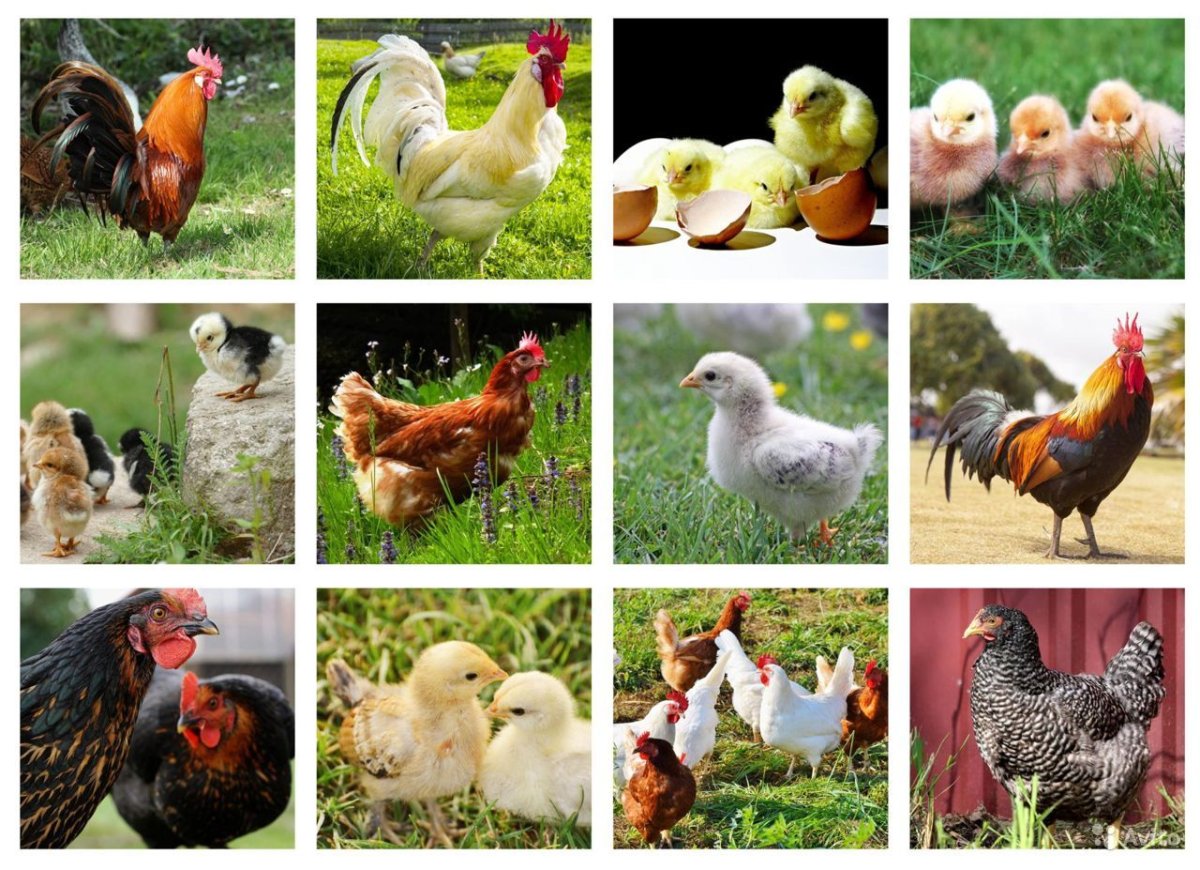 Домашние птицы Птицеводство