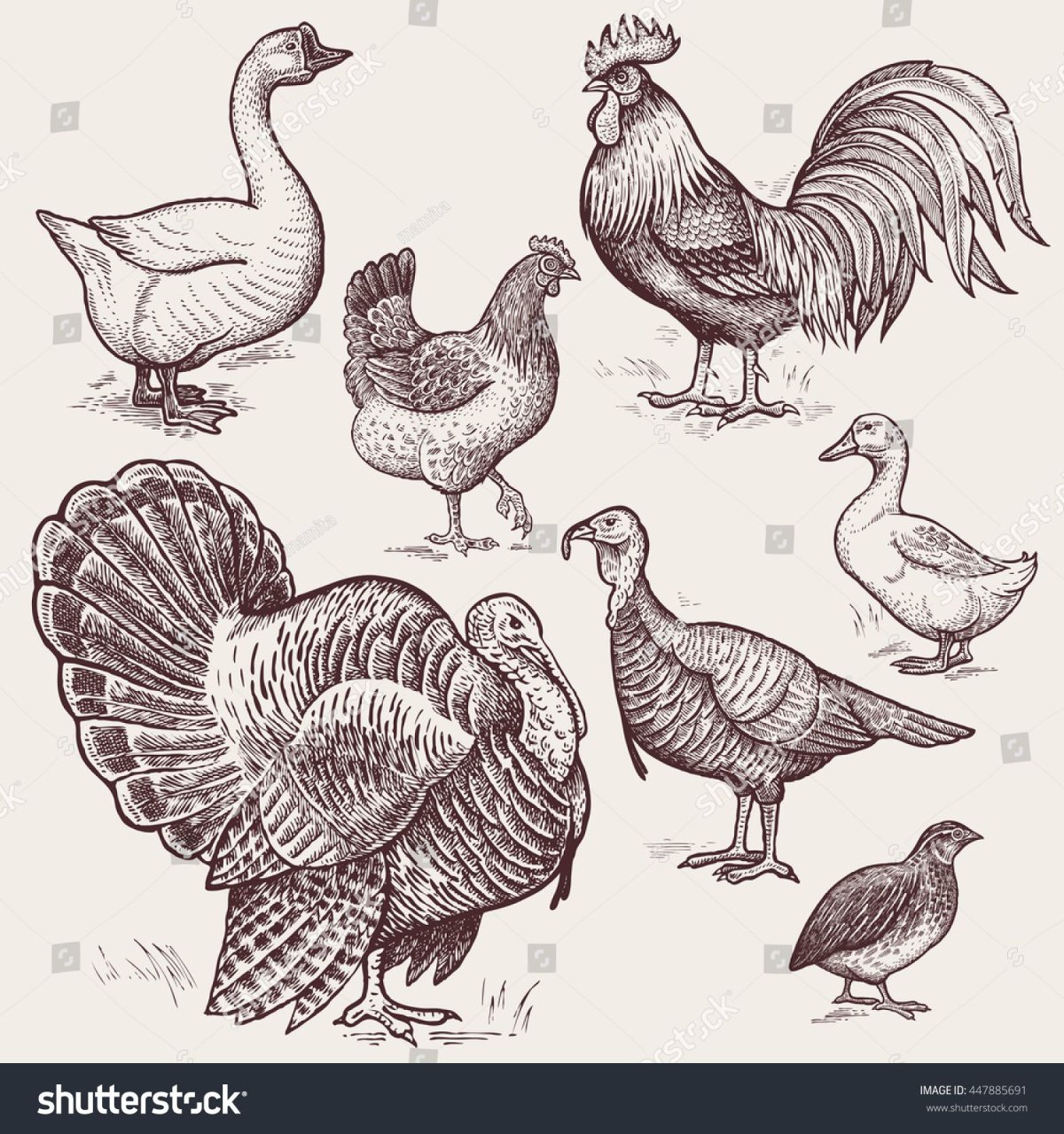 Зарисовки домашней птицы
