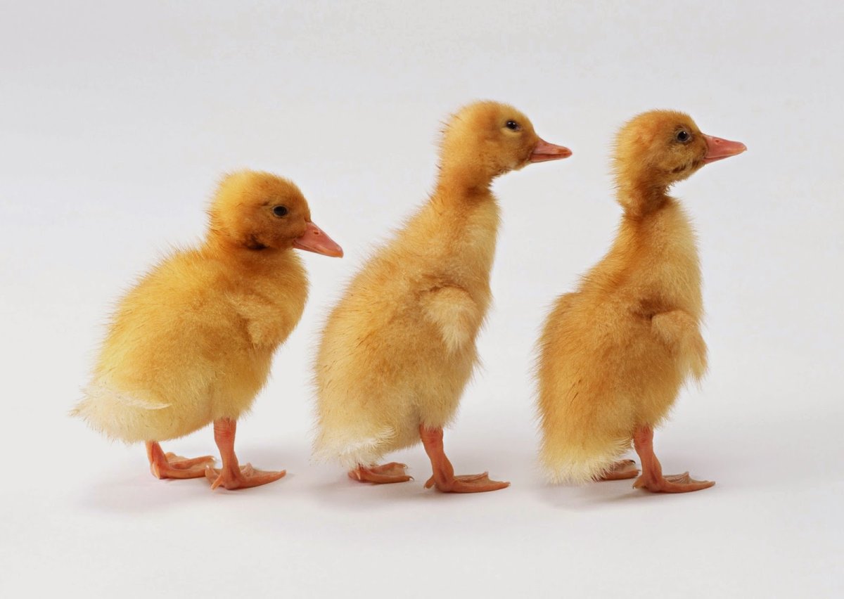 Гусенок на белом фоне