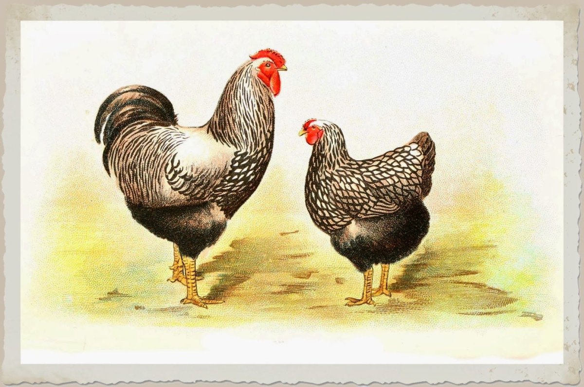 Куры картинка для детей