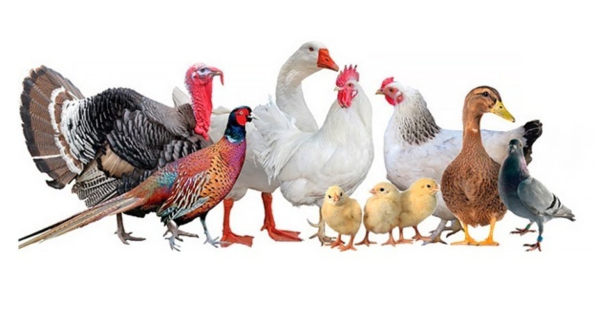 Домашние птицы курица индюк Гусь утка