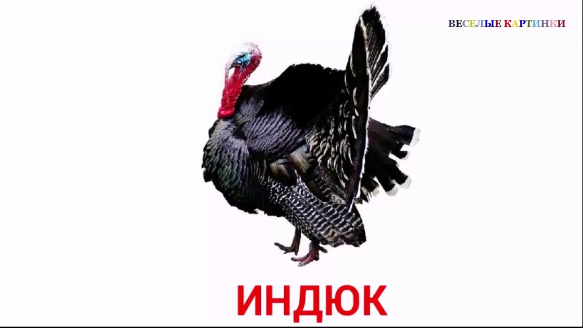 Карточки Домана домашние птицы