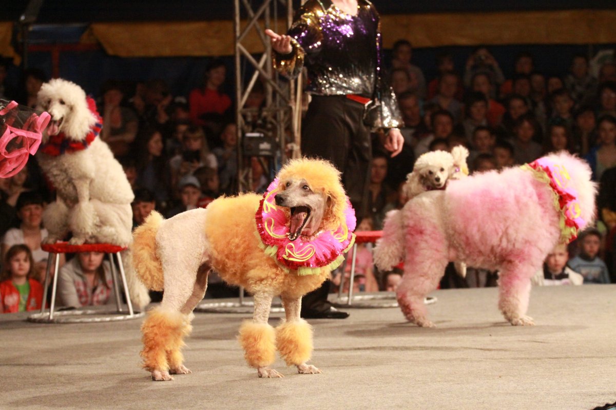 Собачка на мячике в цирке