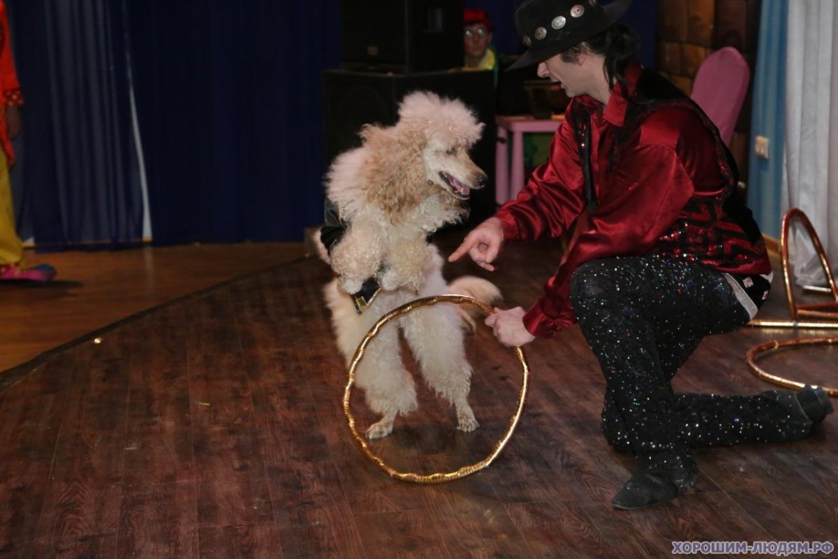 Собака из цирка