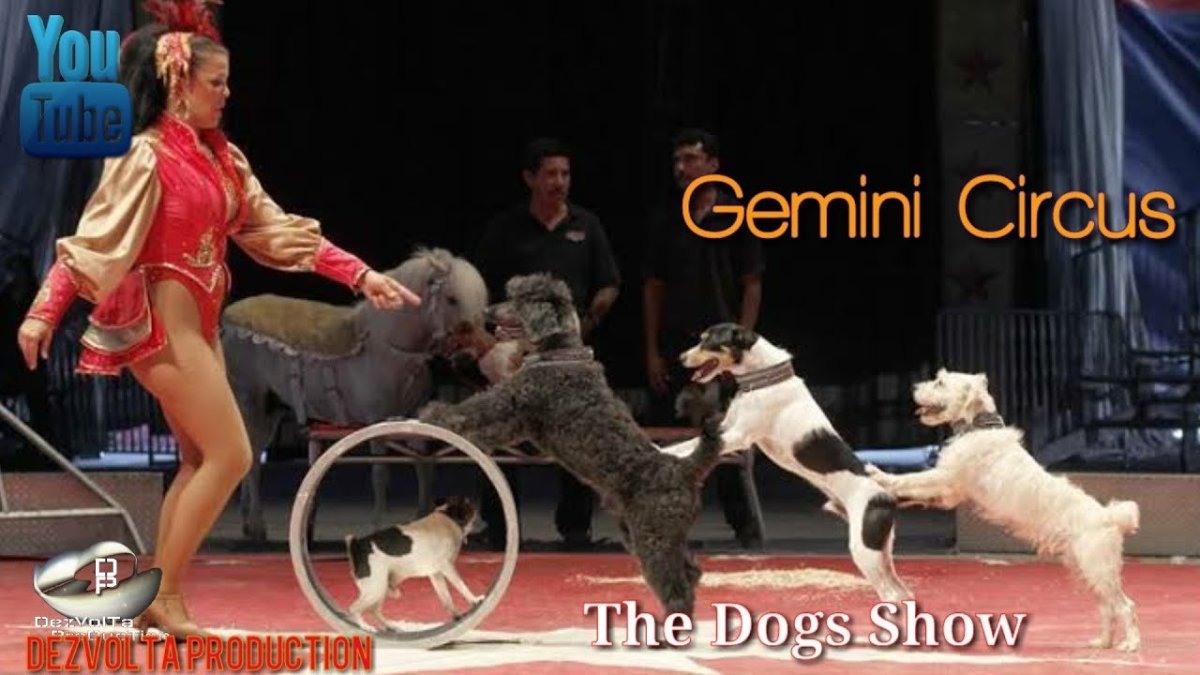 Пудель в цирке