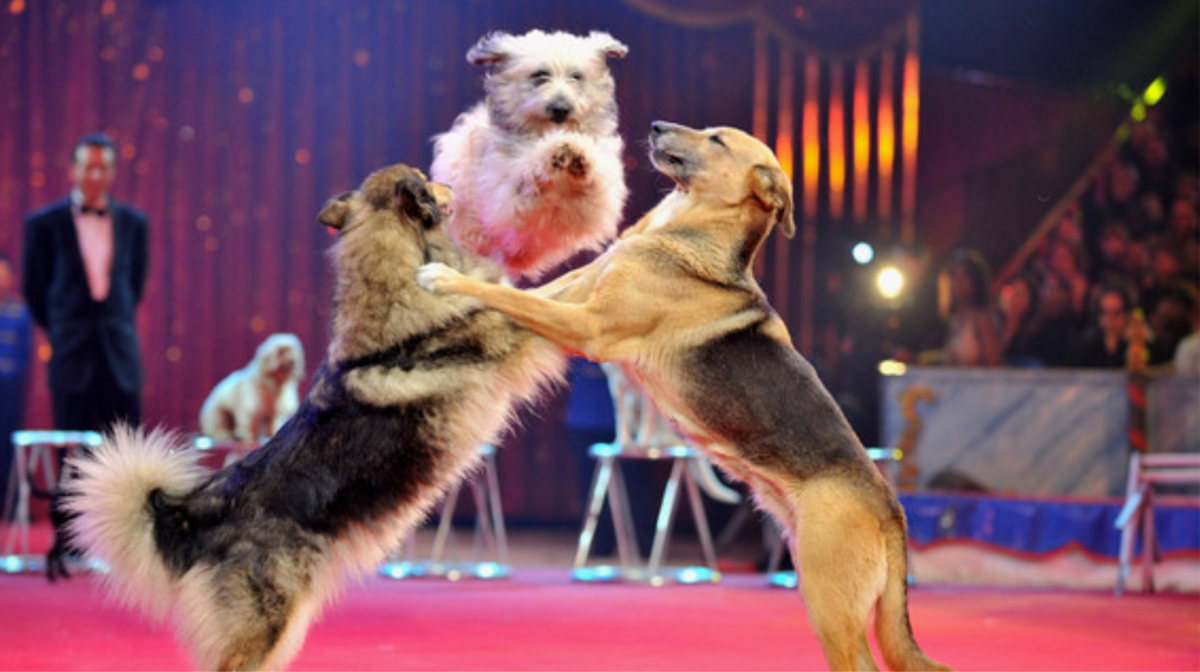 Собака танцует