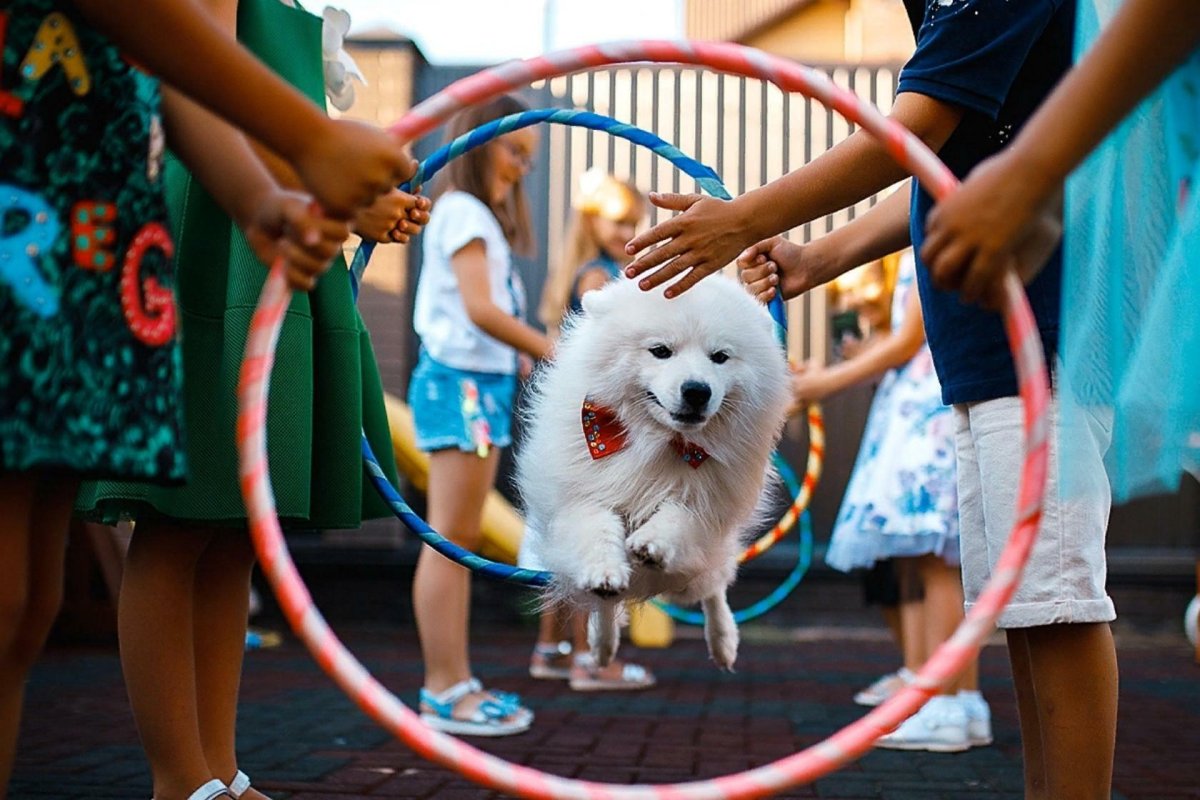Цирковые собаки на прозрачном фоне