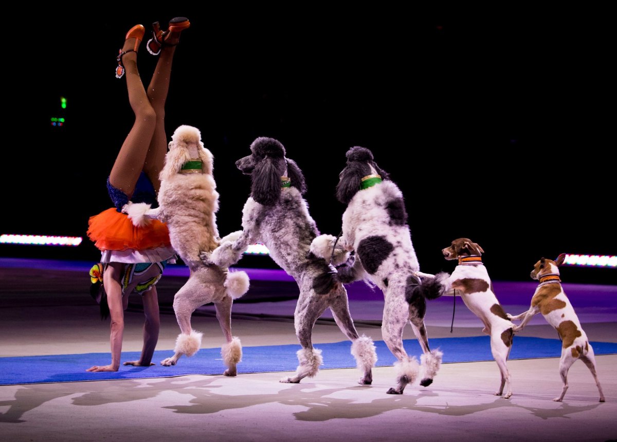 Николай Павленко Шпицы цирк