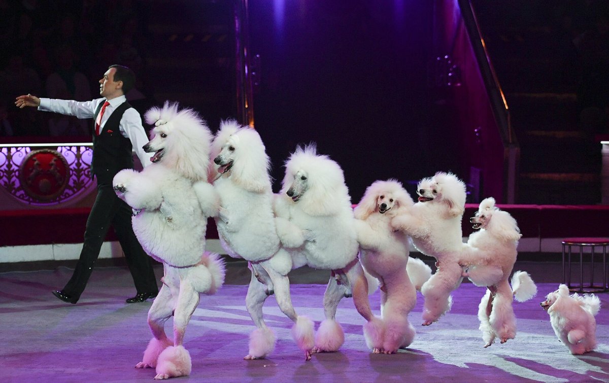 Цирковые собаки