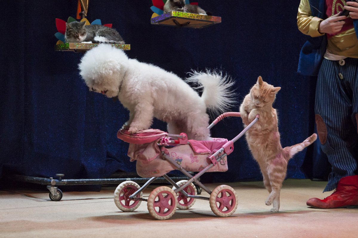 Цирковой пудель