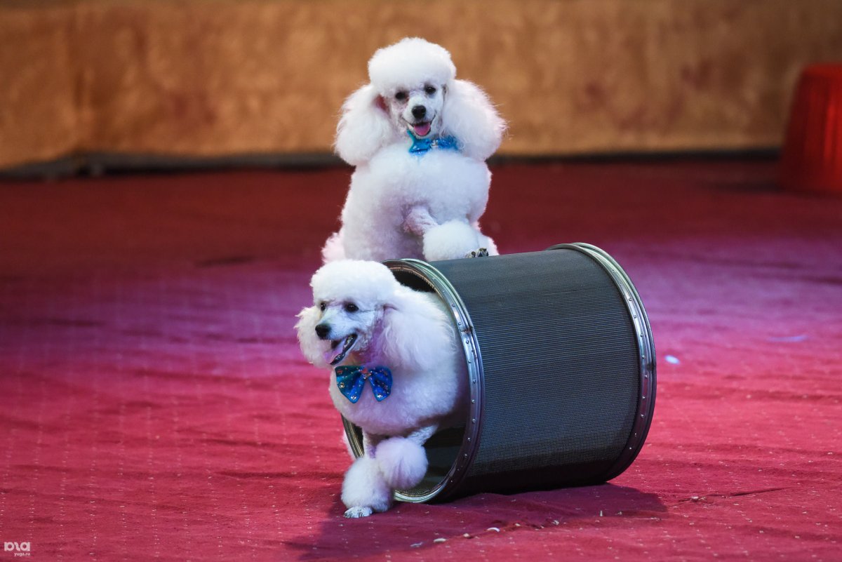 Цирк Юрий Никулин животные