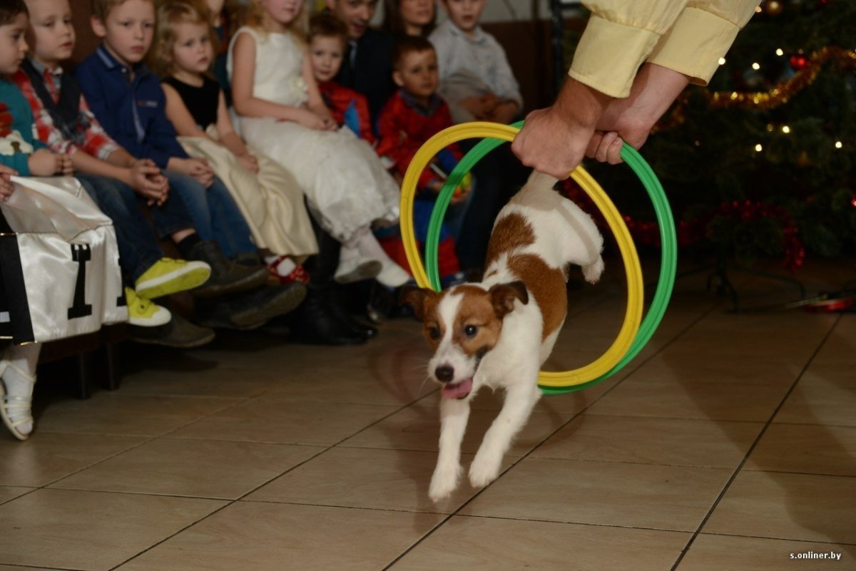 Цирковые собачки