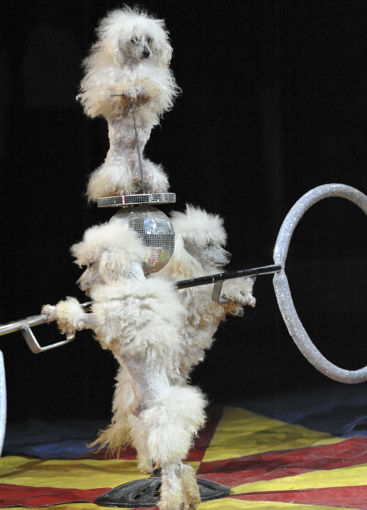 Дрессированные собачки