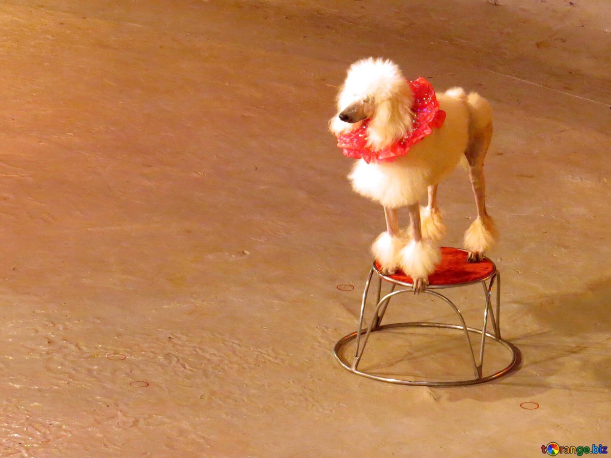 Цирк Никулина Пудели