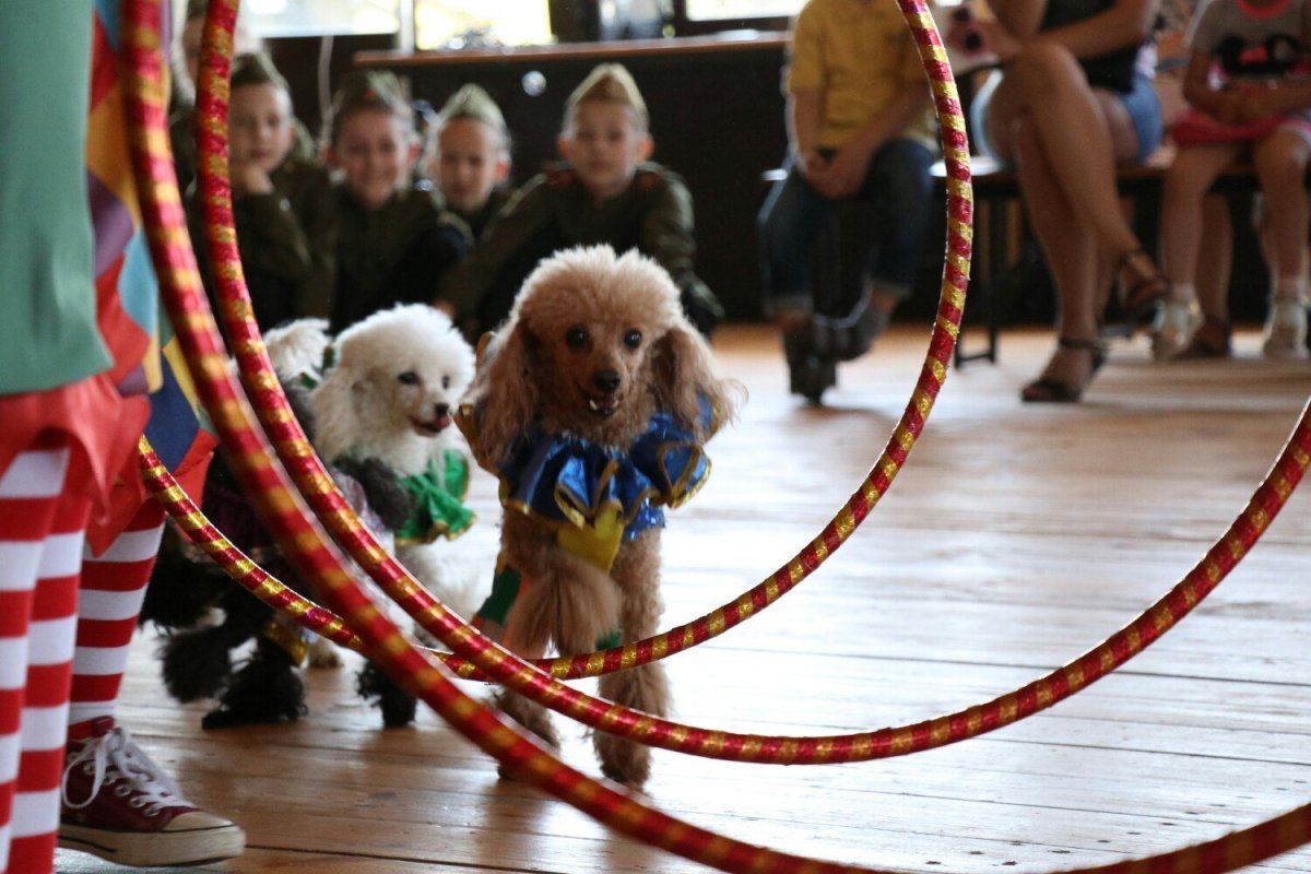 Медведь в цирке