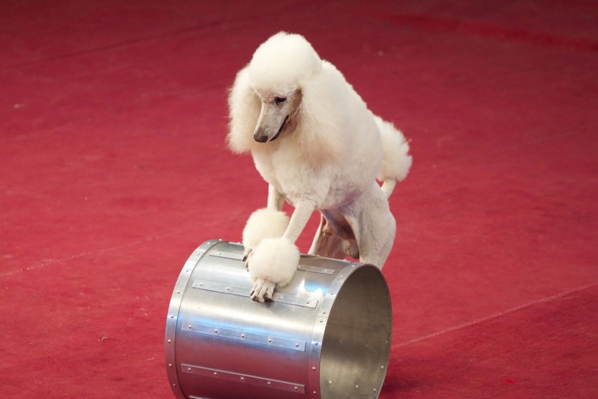 Собаки в цирке