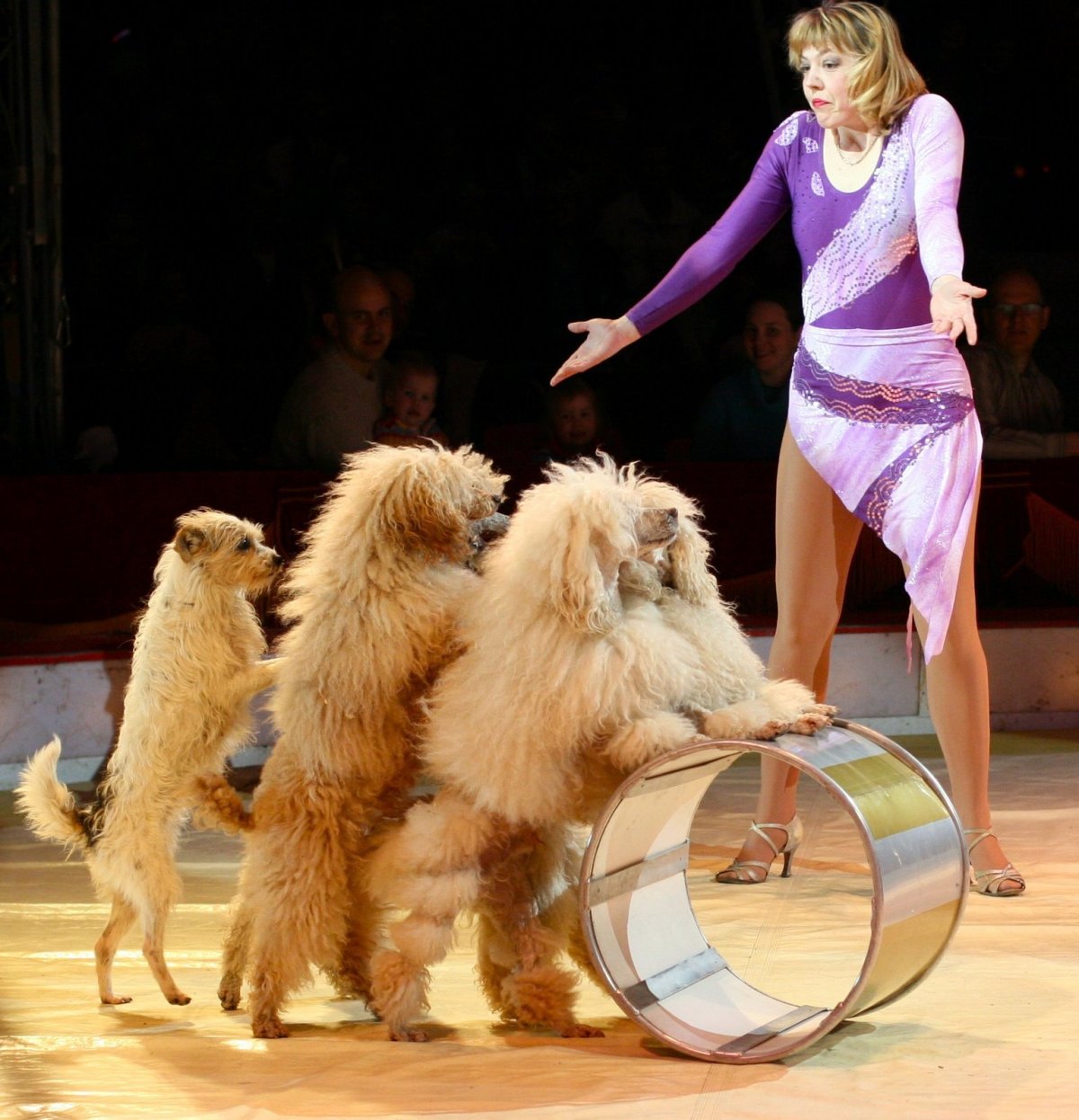 Собаки в цирке иллюстрации