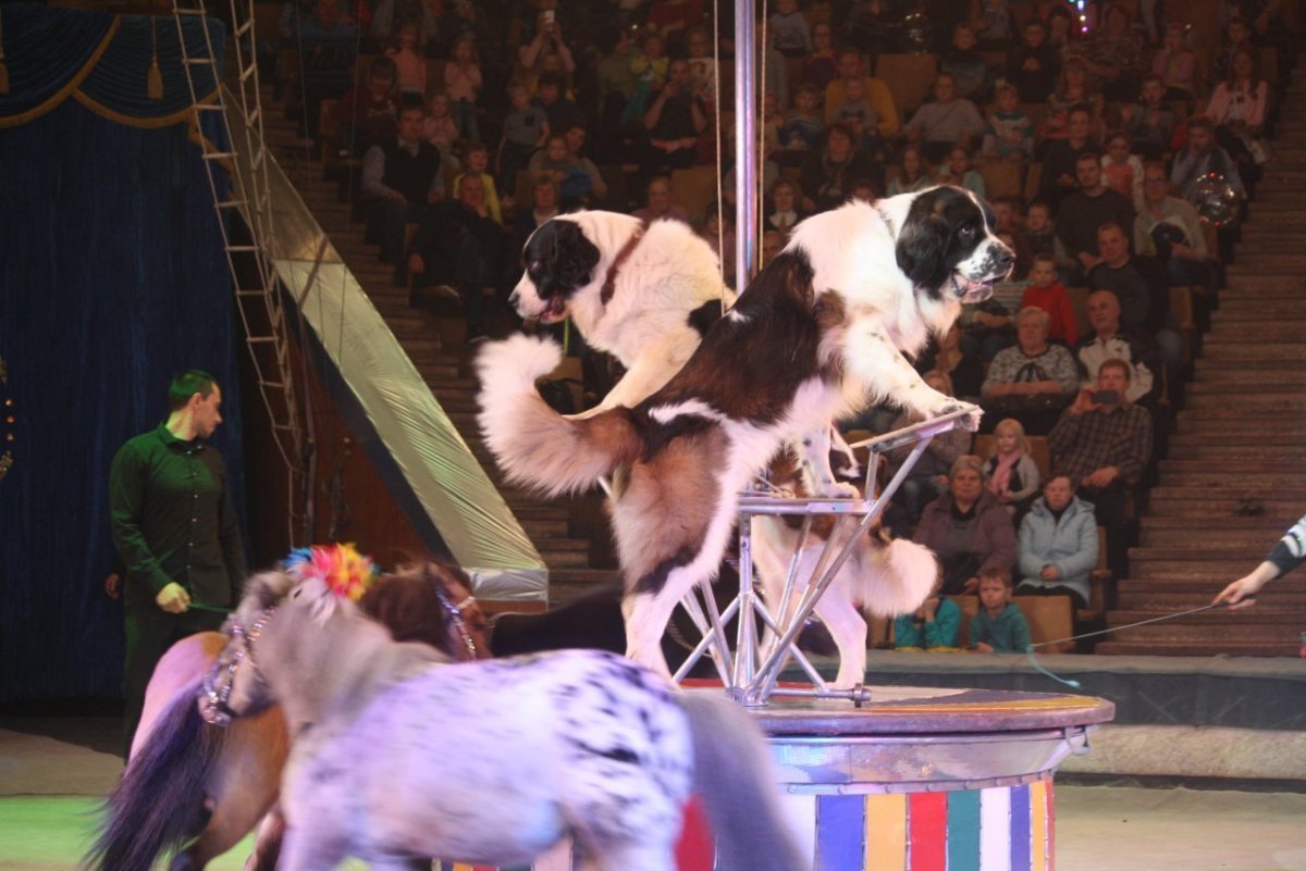 Цирк Нижнего Новгорода для детей