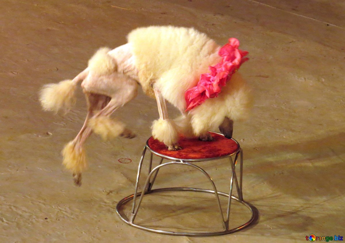 Цирковые собаки