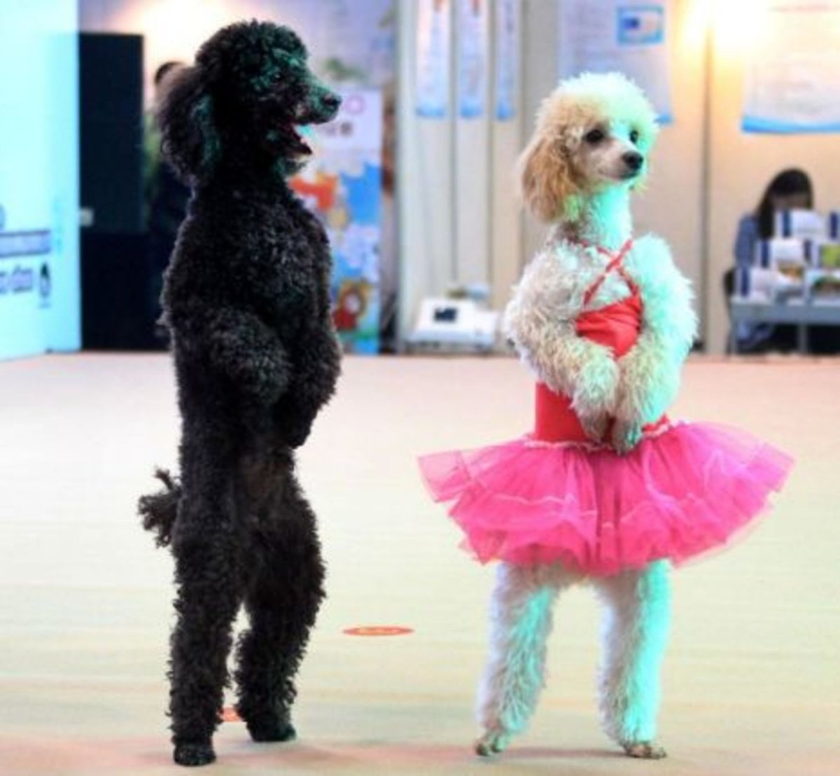 Дрессированные кошки