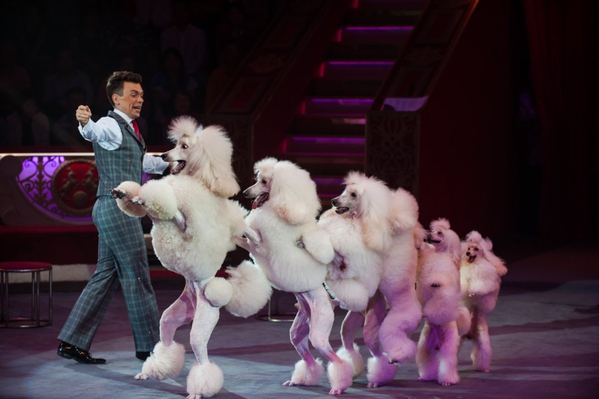 Дрессированные Пудели