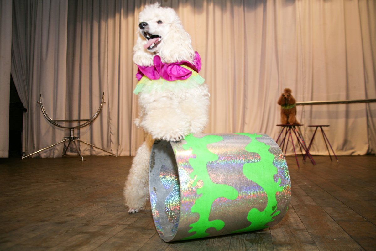 Дрессированные Пудели