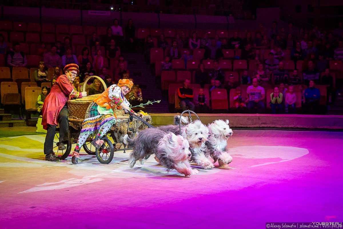 Собаки которые выступают в цирке