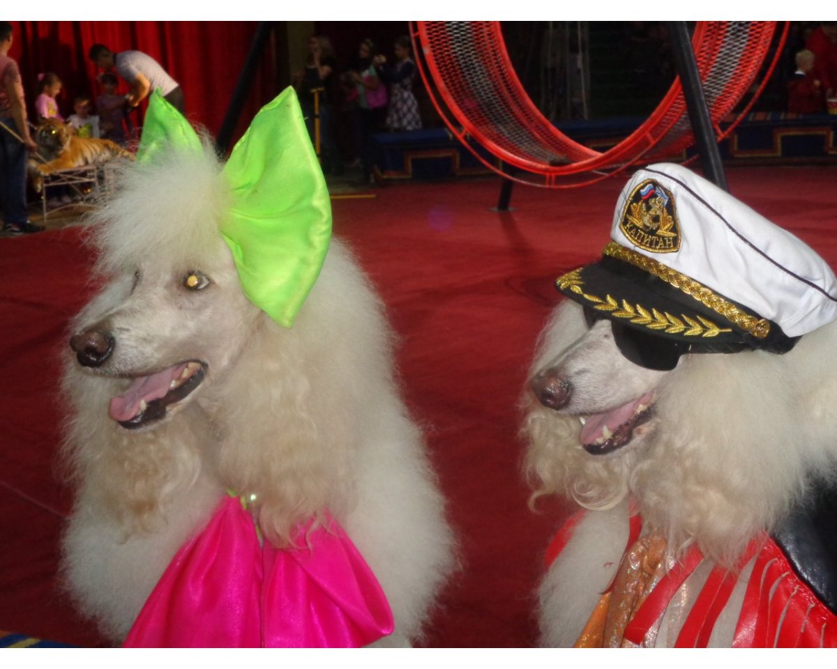 Персонажи цирка в картинках