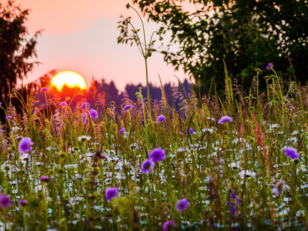 Летние травы