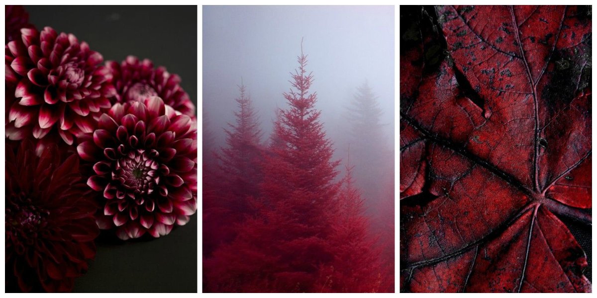 Предметы бордового цвета в природе