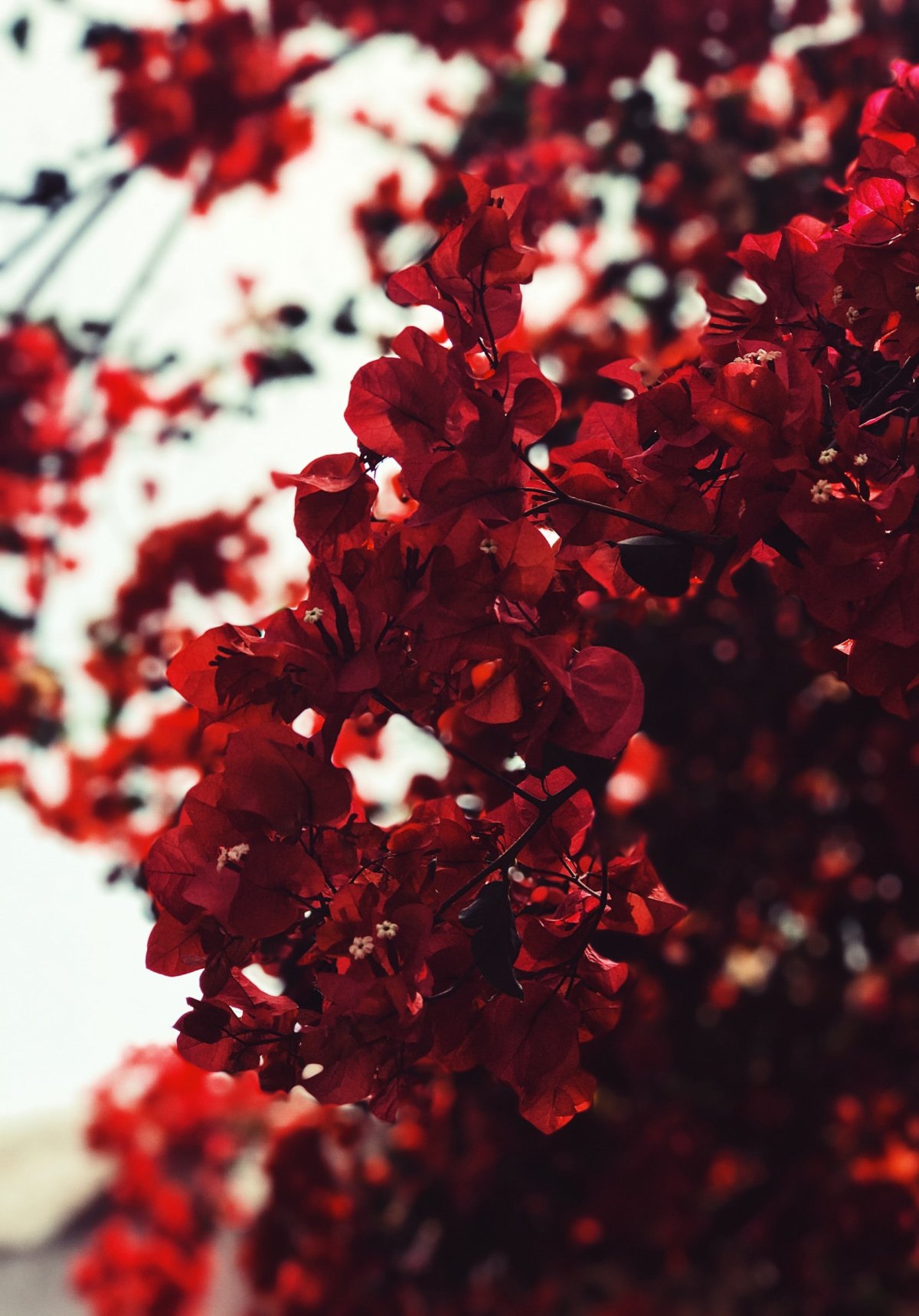 Эстетика красных цветов