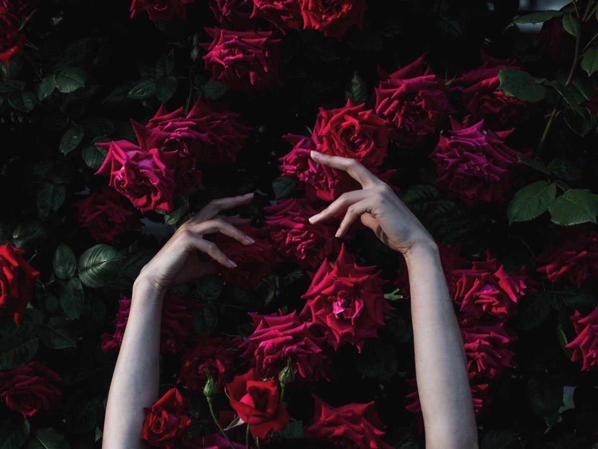 Красные розы Эстетика