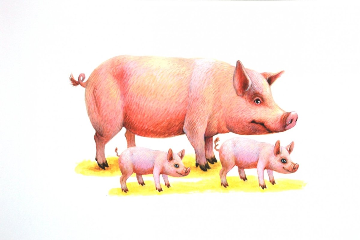 Домашние животные для детей