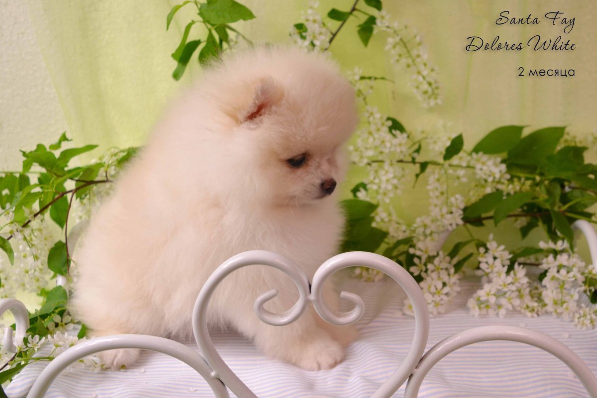 Померанский шпиц Лавли