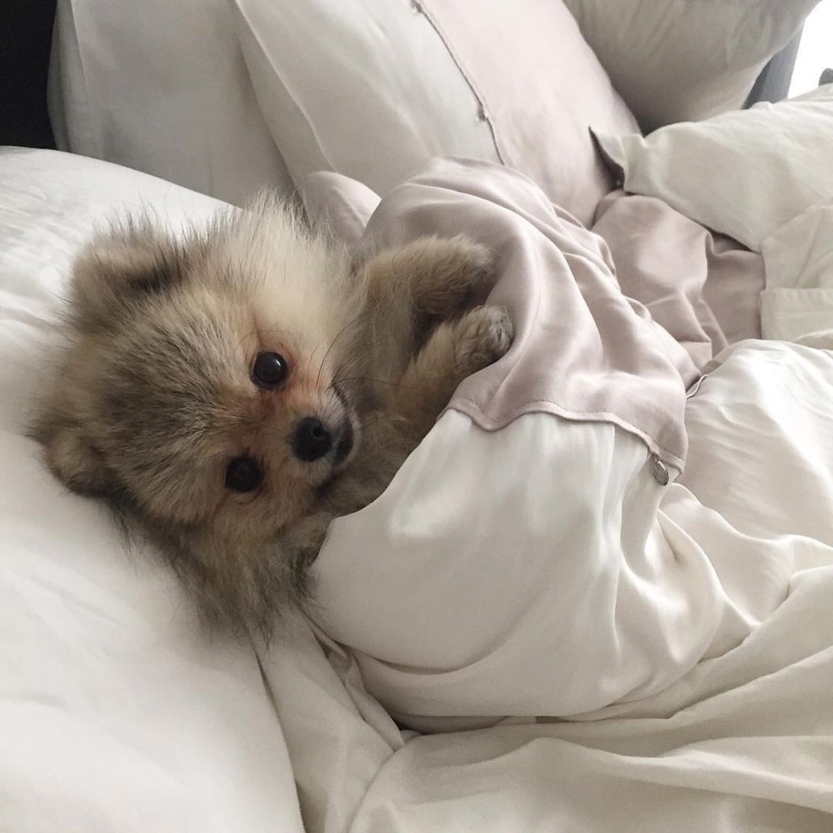 Спящий щенок