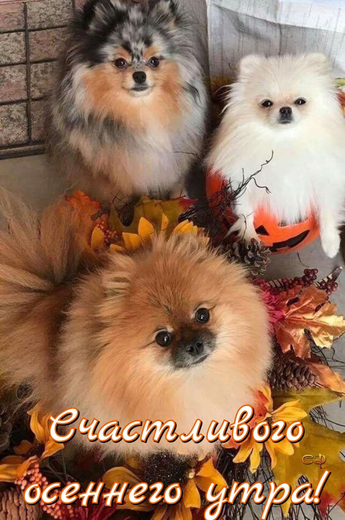 Доброе утро шпиц