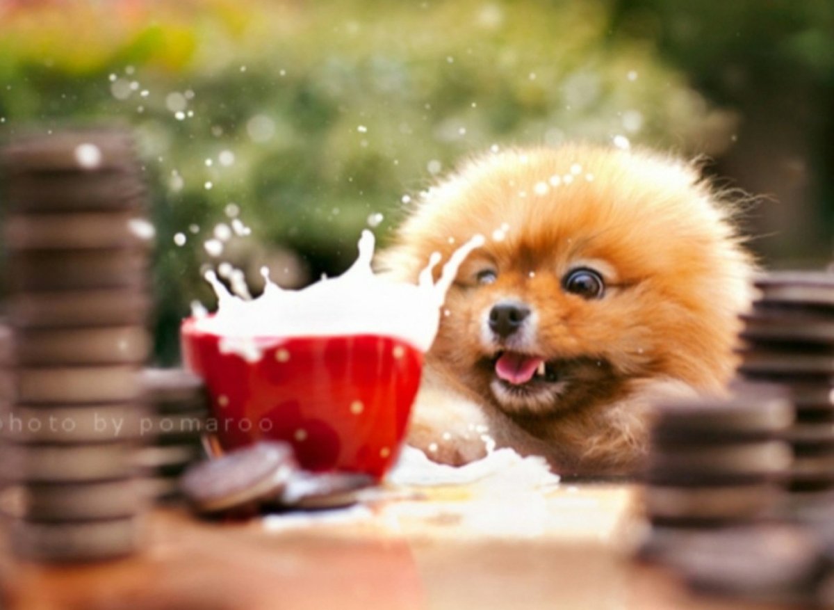 Щенки шпица