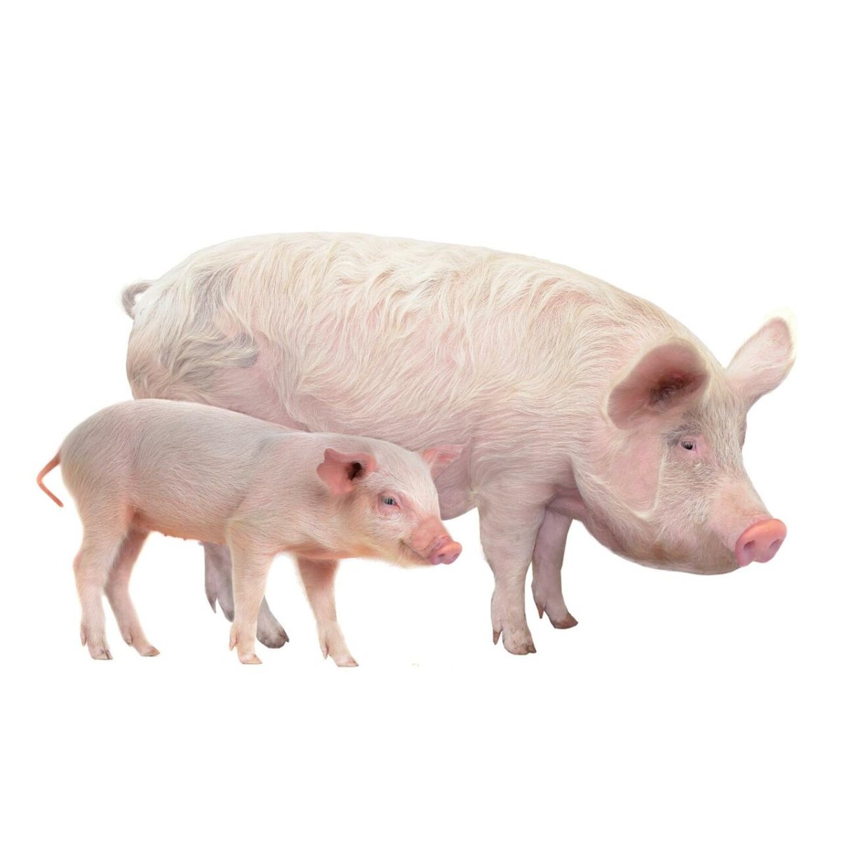 Свинья и поросенок на белом фоне