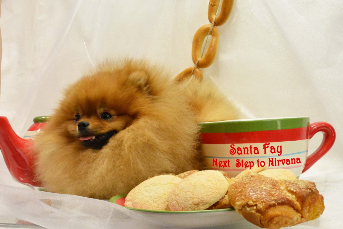 Померанский шпиц и Йорк