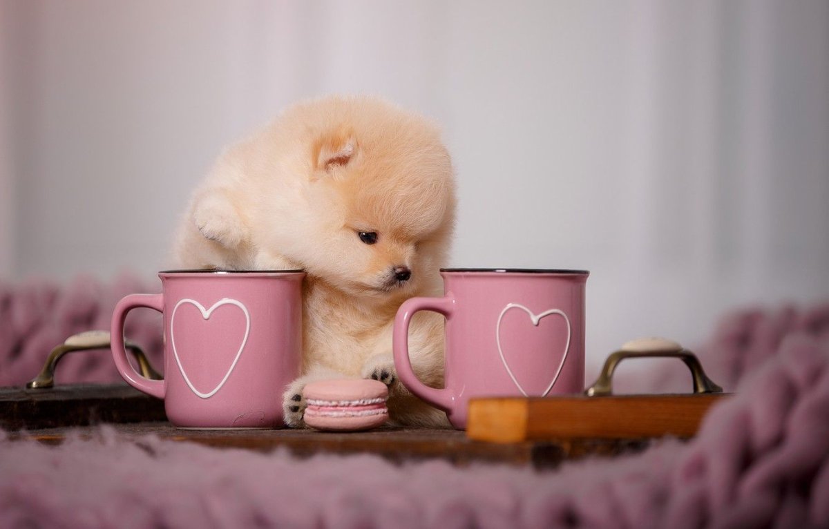 Самые милые песики на планете